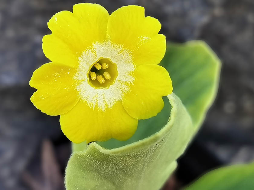 Primula auricula hybrids (1)
